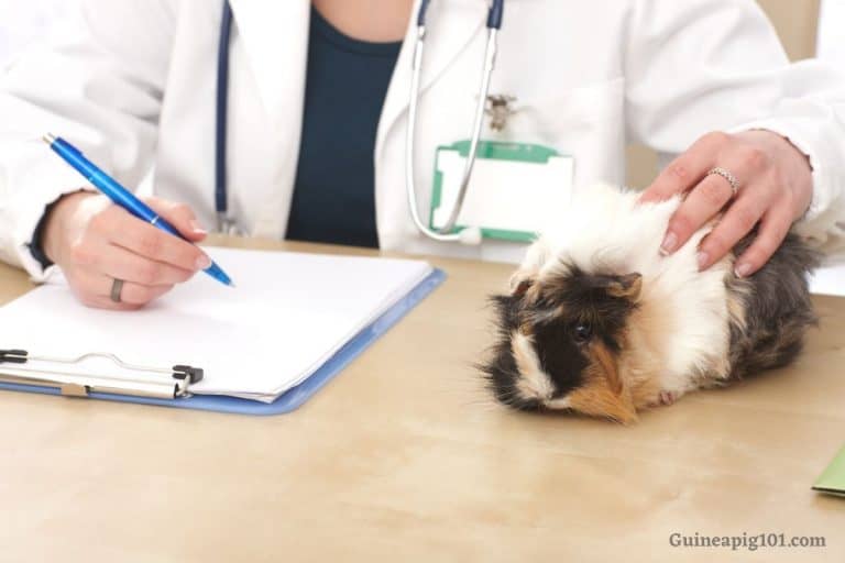 Bumblefoot In Guinea Pigs (Pododermatitis) Causes, Signs & Treatment