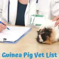 Guinea Pig Vet List