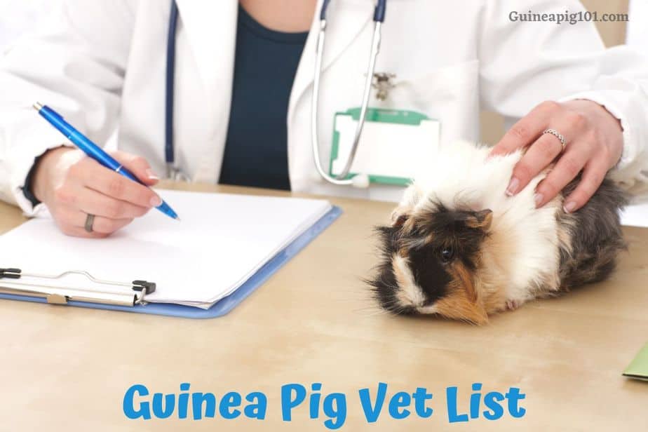 Guinea Pig Vet List: (Address, Contact details & Working hours)