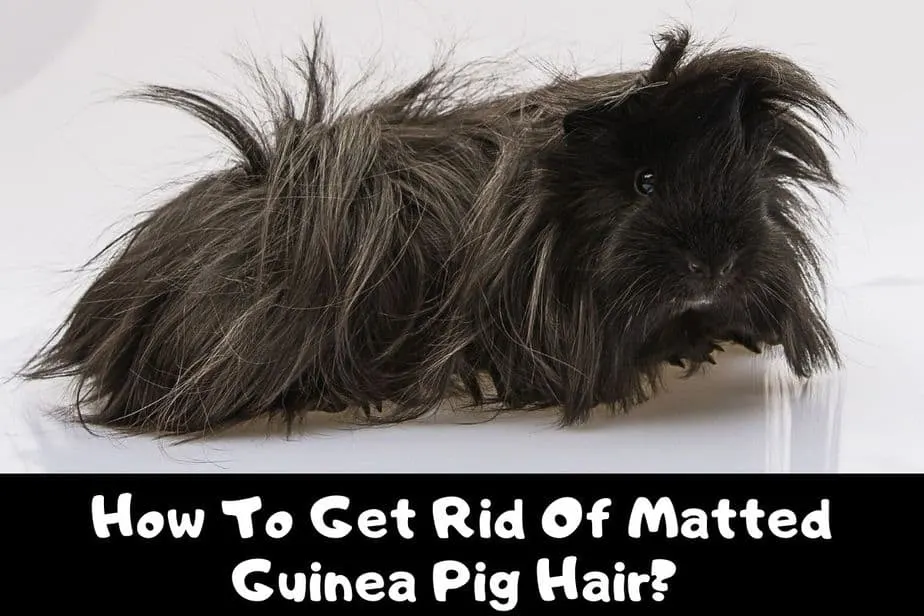 How To Get Rid Of Matted Guinea Pig Hair?