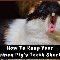 How To Keep Your Guinea Pig's Teeth Short