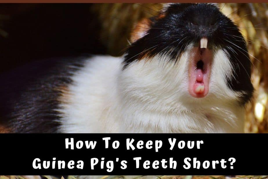 How To Keep Your Guinea Pig’s Teeth Short?