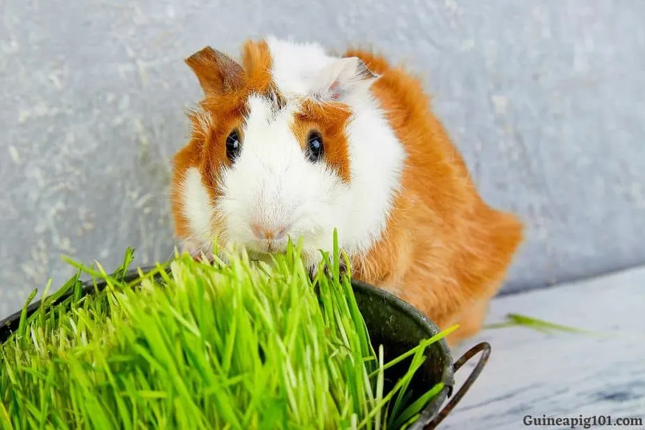 fresh grass for guinea pigs