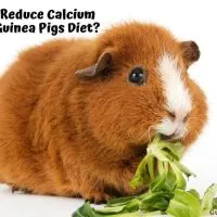 How To Reduce Calcium In Your Guinea Pigs Diet