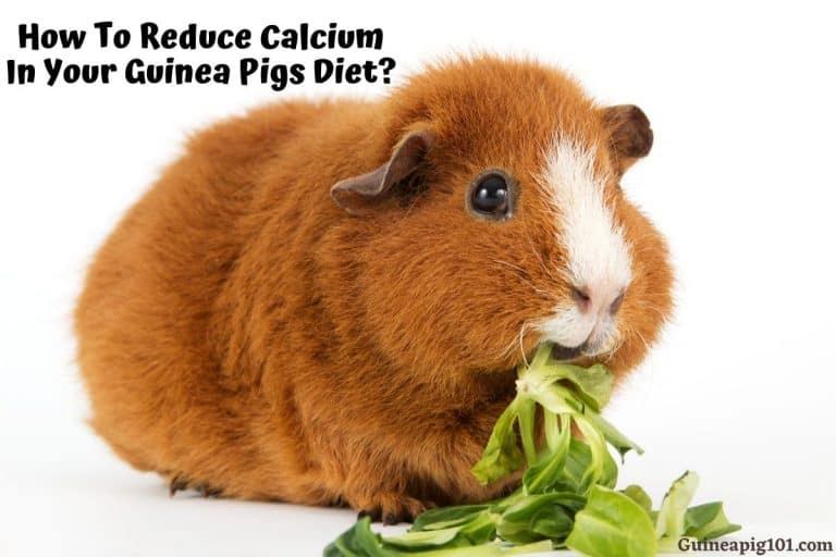 How To Reduce Calcium In Your Guinea Pigs Diet?