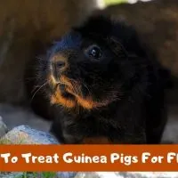 How To Treat Guinea Pigs For Fleas