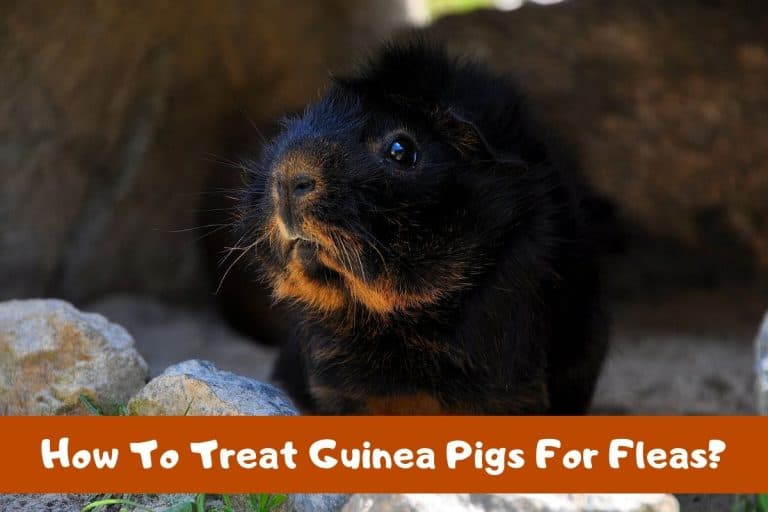 Picture Idea: How To Treat Guinea Pigs For Fleas