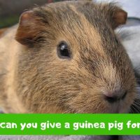 What can you give a guinea pig for pain