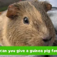 What can you give a guinea pig for pain
