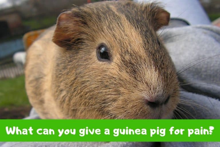 What Can You Give A Guinea Pig For Pain?