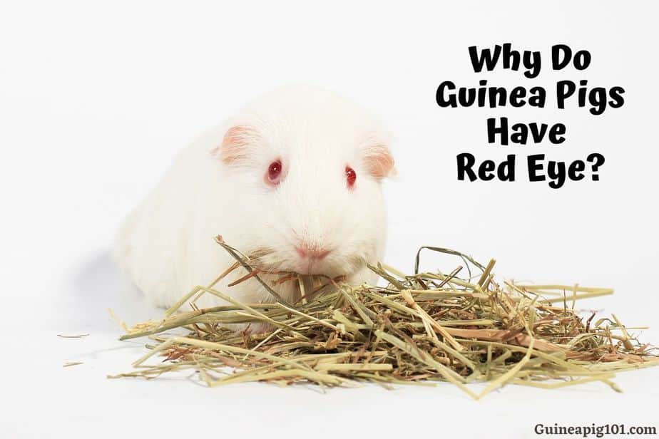 Why Does a Guinea Pig Have a Red Eye? (Causes, Any Danger?)