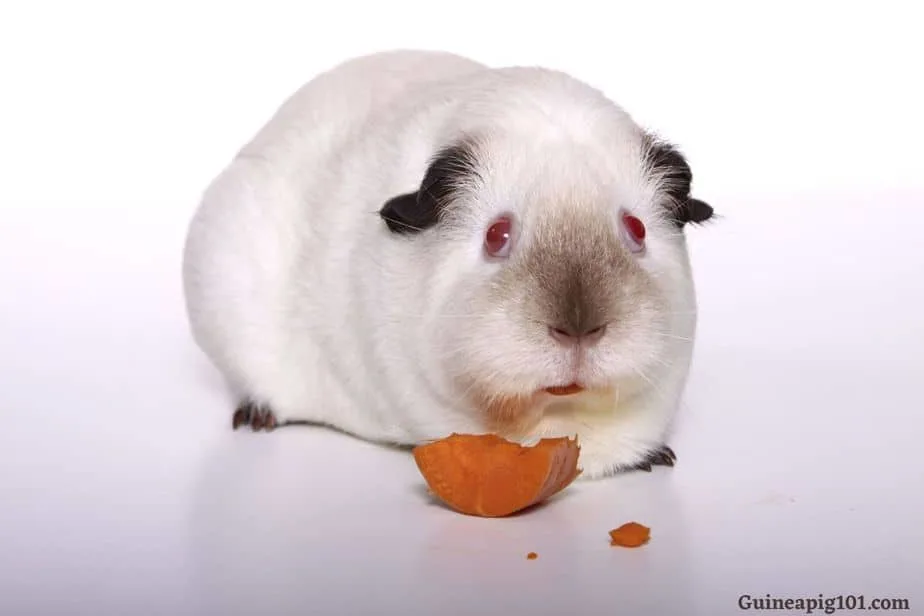 Are red eyed guinea pigs lethal?