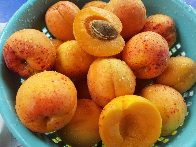 Are apricots safe for guinea pigs? Hazards?