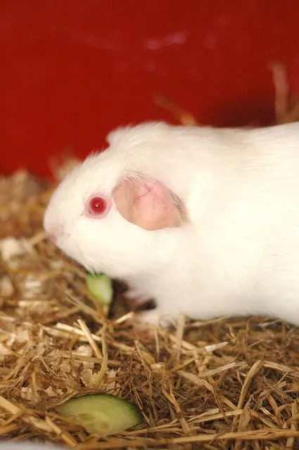 Do all white guinea pigs have red eyes