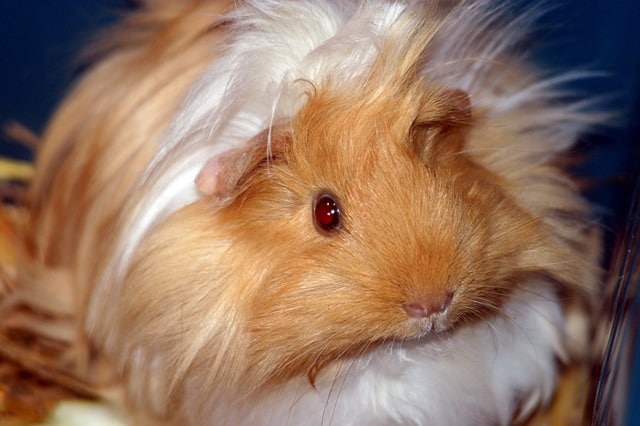 Are red eyed guinea pigs blind?