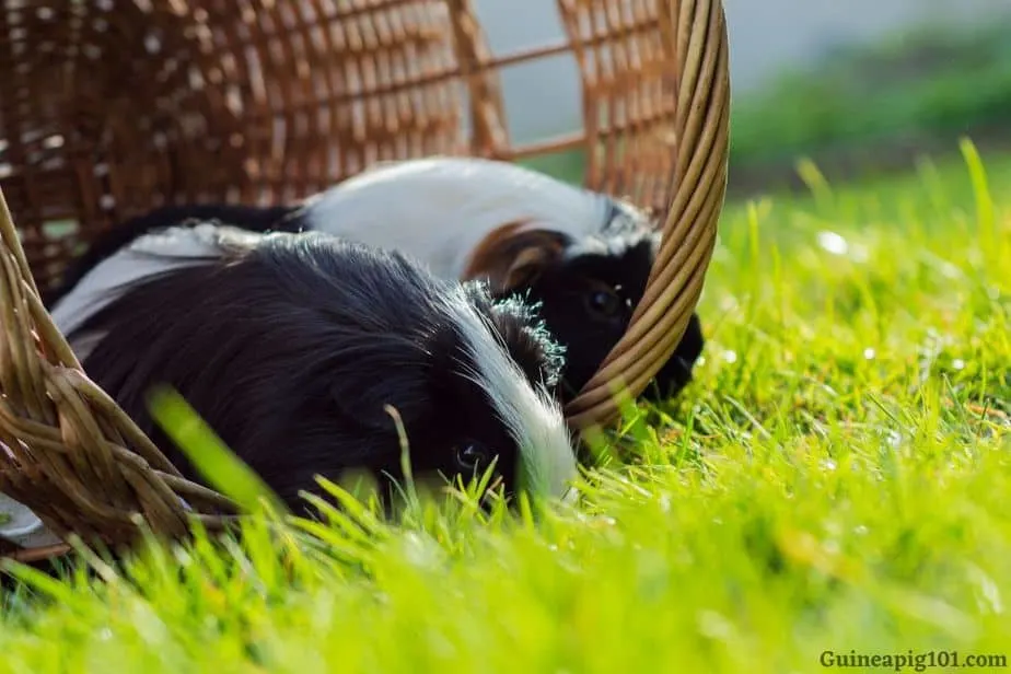 protect guinea pigs from predators