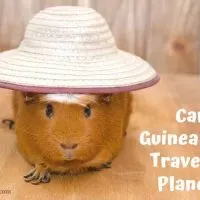 Can Guinea Pigs Travel On Planes