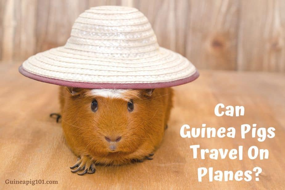 Can Guinea Pigs Travel On Planes?