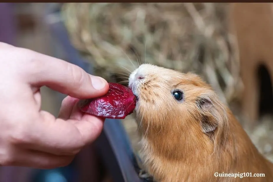 What foods cause guinea pigs urine to turn red?