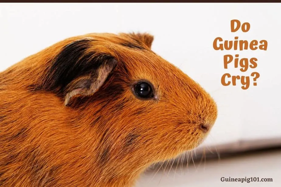 Do Guinea Pigs Cry? (In Pain, Hungry, Attention)