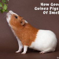 How Good Is Guinea Pigs Sense Of Smell