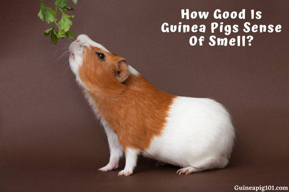 How Good Is Guinea Pigs Sense Of Smell?