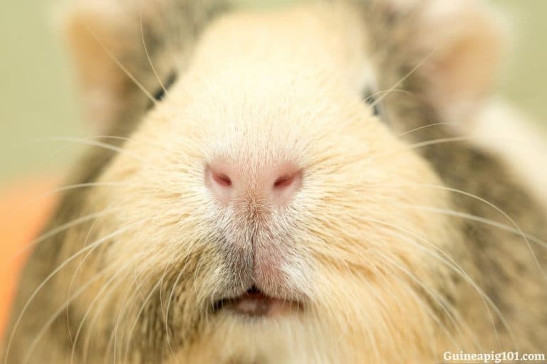 Can Guinea Pigs See In The Dark? Do They Need Light At Night?