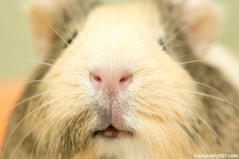 How important is a sense of smell to guinea pigs