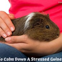How To Calm Down A Stressed Guinea Pig
