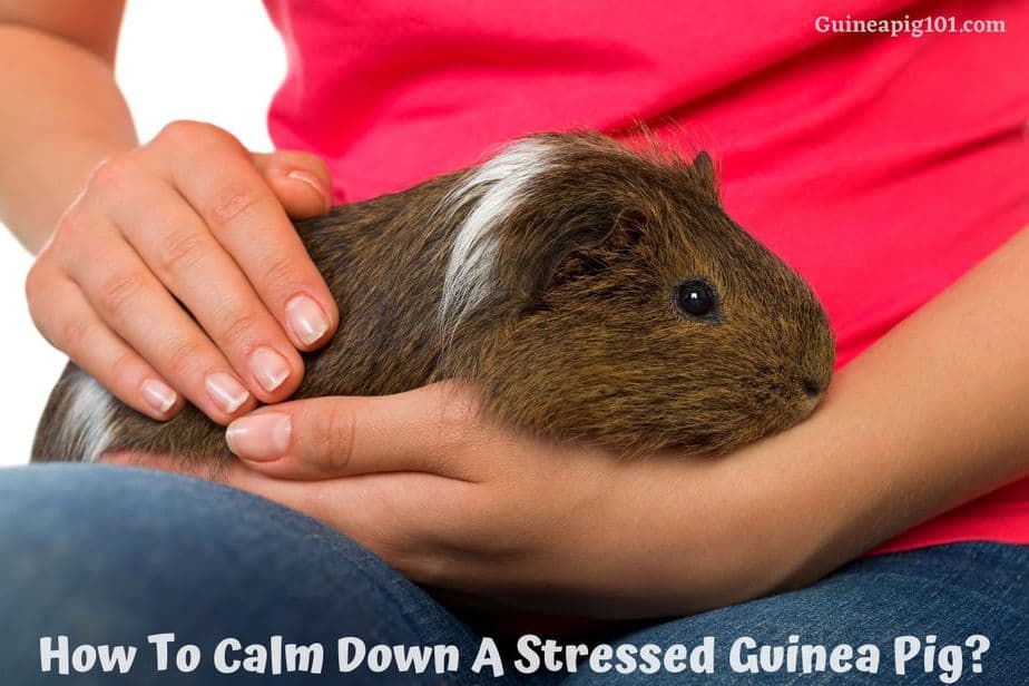 How To Calm Down A Stressed Guinea Pig
