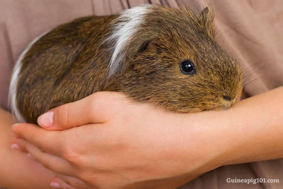 stressed out guinea pigs