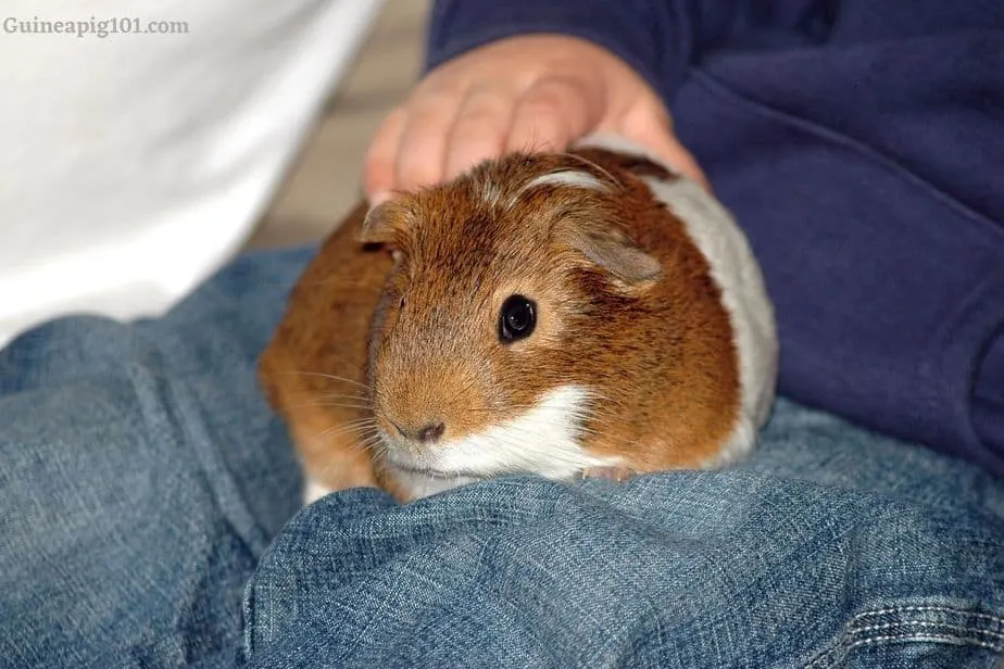 Are guinea pigs easily stressed