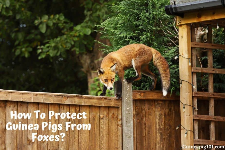 How To Protect Guinea Pigs From Foxes? (8 Simple Tricks)