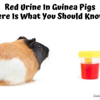 Red Urine In Guinea Pigs