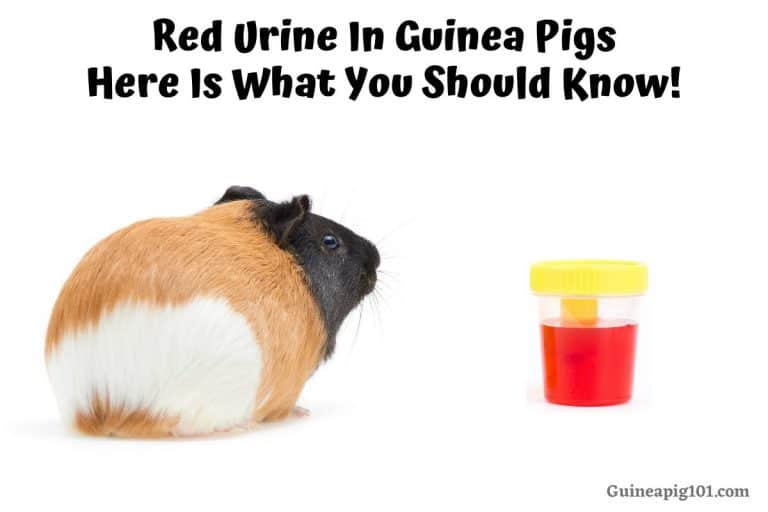 Red Urine In Guinea Pigs Here Is What You Should Know!