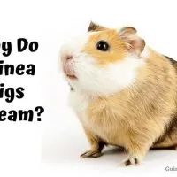 Why Do Guinea Pigs Scream