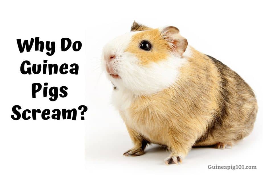 Why Do Guinea Pigs Scream?