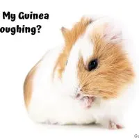 Why Is My Guinea Pig Coughing