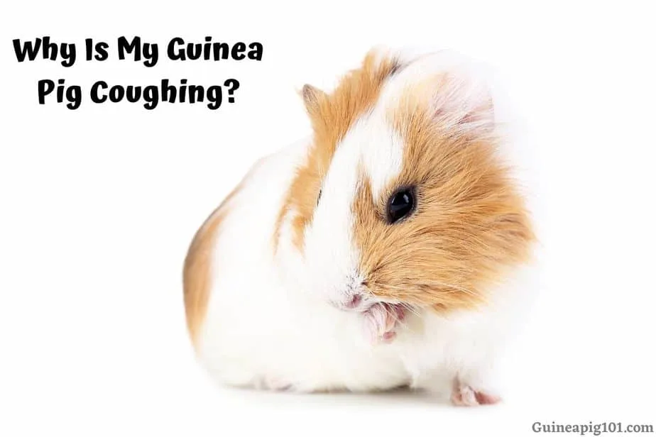 Why Is My Guinea Pig Coughing? (Causes & Remedies)
