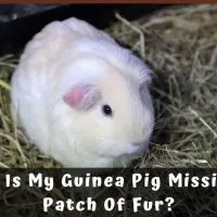 Why Is My Guinea Pig Missing A Patch Of Fur