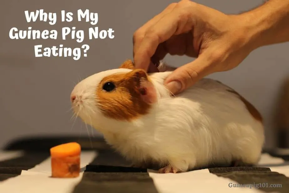 Guinea pig not eating as much sale