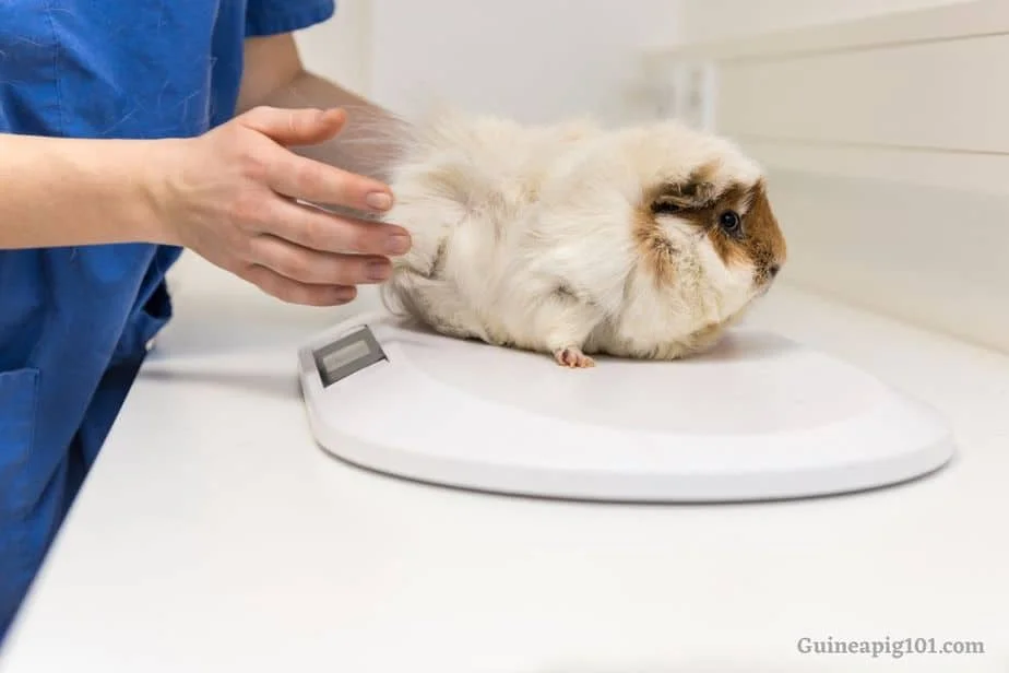 Guinea pig not eating and losing weight