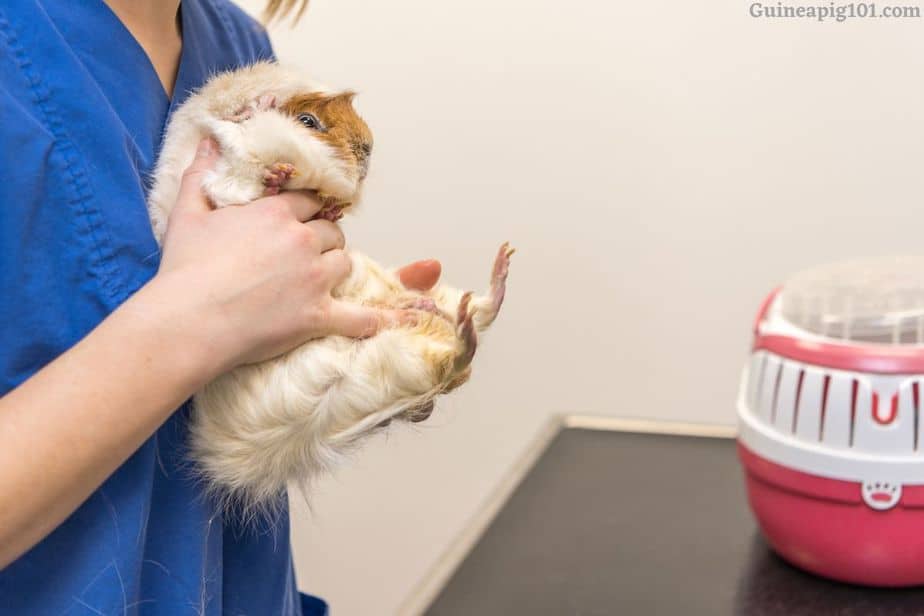 Neutering/Spaying your guinea pigs