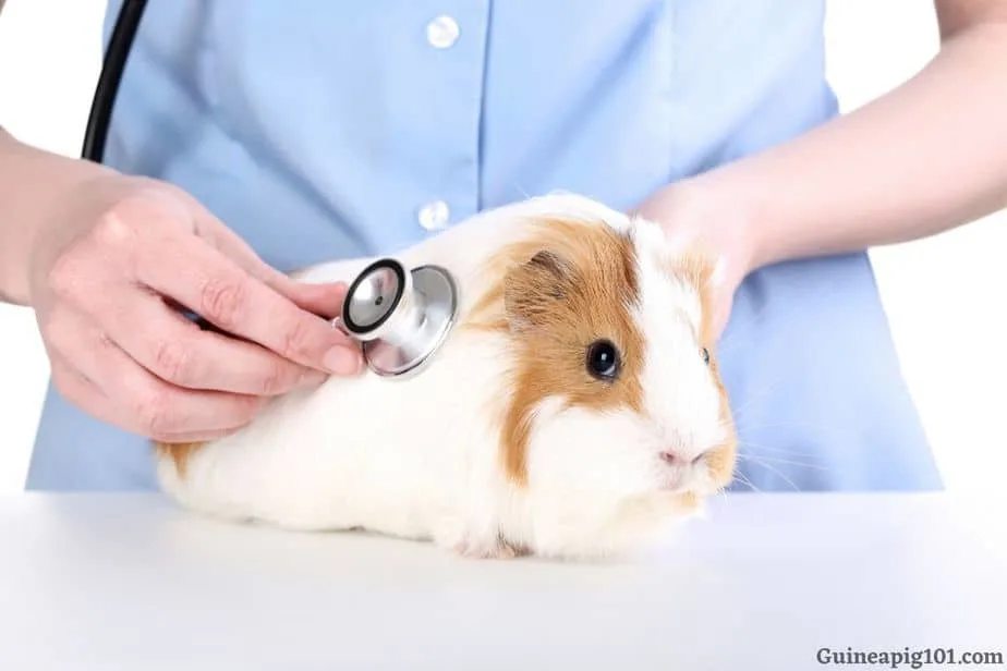 guinea pig coughing