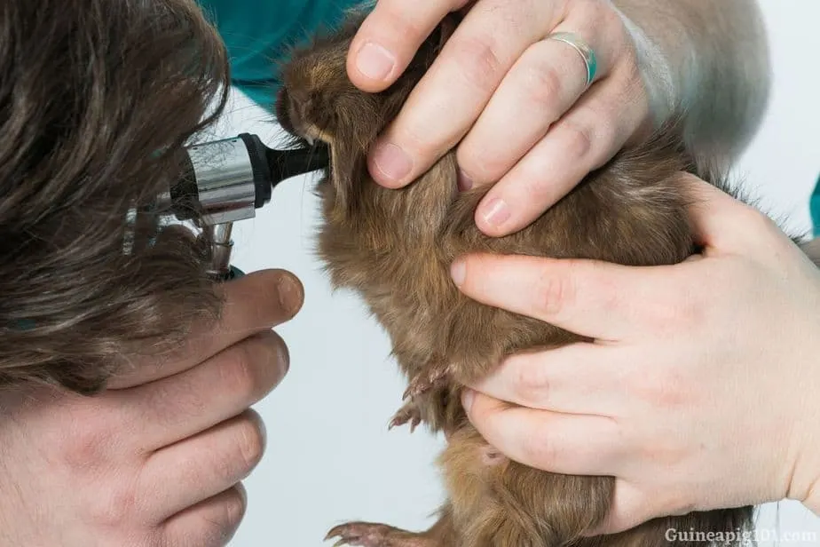 Dental problems in guinea pigs