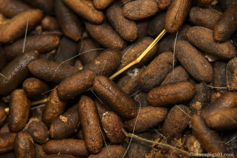 How Often Do Guinea Pigs Pee And Poop? (+When To Be Worried)