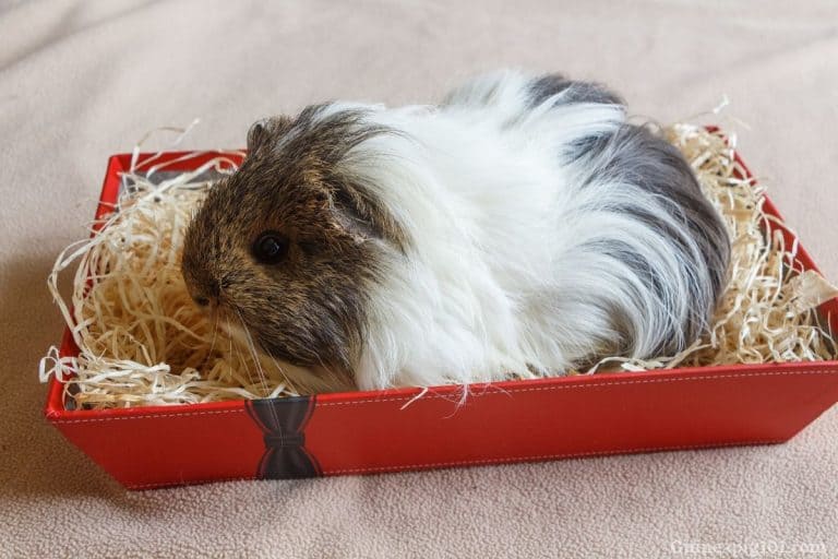 How To Keep A Guinea Pig Cage From Smelling?