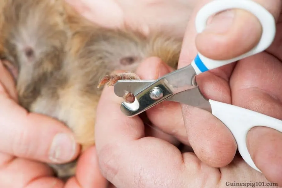 Guinea Pig Grooming Supplies