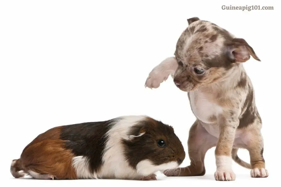 Guinea pig screaming due to fear