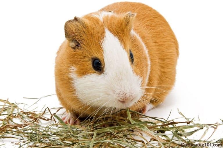 How To Reduce Calcium In Your Guinea Pigs Diet?